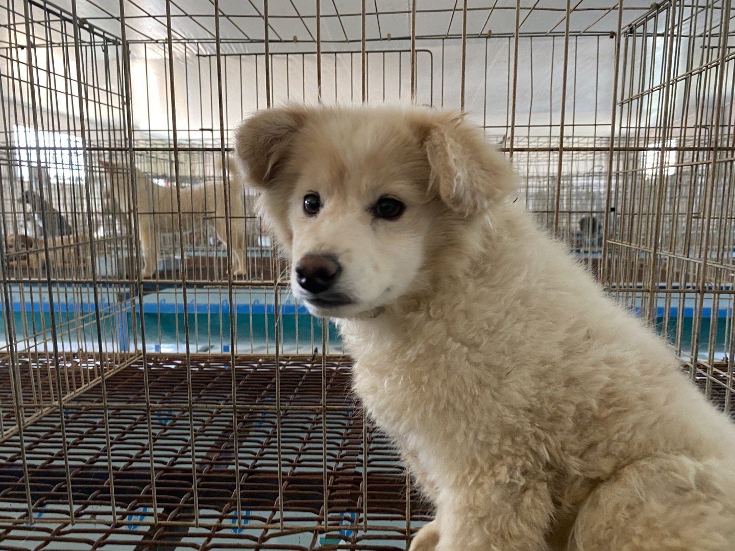 한국야생동물보호협회_441390202400327